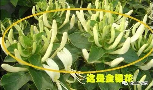 西安九游AG信誉生物｜SC厂家|专业植物提取物|中药提取物