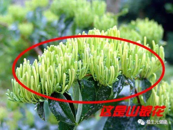 西安九游AG信誉生物｜SC厂家|专业植物提取物|中药提取物