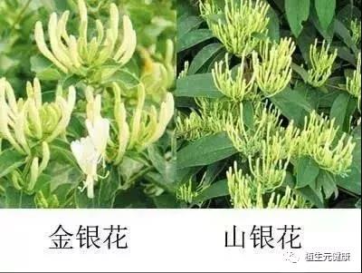 西安九游AG信誉生物｜SC厂家|专业植物提取物|中药提取物