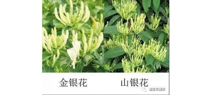 “金银花”与“山银花”的区别